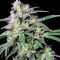 Семена сорта Crystal Candy fem (Sweet Seeds)