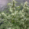 Семена сорта Wedding Cake Auto fem (Barney's Farm)