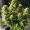 Семена сорта West Coast O.G. Auto fem (FastBuds)