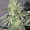 Семена сорта Buddha Calamity Jane Auto fem (Buddha Seeds)
