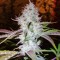 Семена сорта Auto AK fem (Female Seeds)