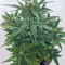 Семена сорта Roadrunner Autoflowering fem