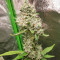 Семена сорта Cookies USA fem (Pyramid Seeds)