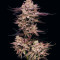 Семена сорта El Valle Haze fem (Compound Genetics)
