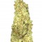 Семена сорта Cold Thunder fem (Sumo Seeds)