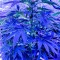 Семена сорта OG Kush (Dinafem Seeds)