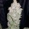 Семена сорта Blue Cheese Autoflowering fem (Dinafem Seeds)