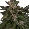 Семена сорта Royal Critical Automatic fem (Royal Queen Seeds)