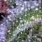 Семена сорта SexBud fem (Female Seeds)