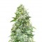 Семена сорта Chronic Ryder Auto fem (Doctor’s Choice)