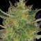 Семена сорта CBD-Chronic fem (Serious Seeds)