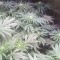 Семена сорта Crystal Queen fem (Vision Seeds)