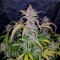 Семена сорта Blackberry auto fem (FastBuds)