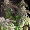 Семена сорта Bubba Slush fem (Green House Seeds)