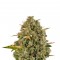 Семена сорта Royal Moby fem (Royal Queen Seeds)