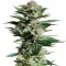 Семена сорта Patagonia fem (Trikoma Seeds)