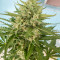 Семена сорта Auto White Widow fem (Victory Seeds)