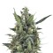 Семена сорта Blue Cheese Automatic fem (Royal Queen Seeds)