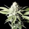 Семена сорта VIP Auto fem (VIP seeds)