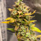 Семена сорта Sour Diesel Auto fem (Herbies Seeds)