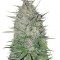 Семена сорта White Widow Original fem (Sumo Seeds)