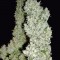 Семена сорта Monster fem (Eva Seeds)