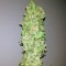 Семена сорта Magic Bud fem (Paradise Seeds)