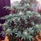 Семена сорта Kaia Kush fem (Green House Seed)