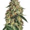 Семена сорта Sapphire OG fem (Humboldt Seed Organization)