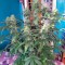 Семена сорта Auto Blue Pyramid fem (Pyramid Seeds)
