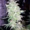 Семена конопли Moby Dick XXL Autoflowering fem