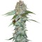 Семена сорта Big Bud reg (Sensi Seeds)
