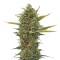 Семена сорта Super Skunk reg (Sensi Seeds)