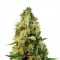 Семена сорта Cheesy Mist Tree fem (KFC Seeds)