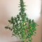 Семена сорта White Widow XXL Autoflowering fem