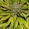 Семена сорта Blue Power fem (Vision Seeds)