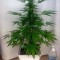 Семена сорта Zombie Haze Auto fem (Sumo Seeds)