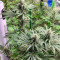 Семена сорта Fast Flowering OGKZ fem (Humboldt Seeds)