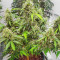 Семена сорта Auto Gorilla fem (00 Seeds)
