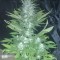 Семена сорта Green Love Potione fem (Samsara Seeds)