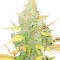 Семена сорта конопли Pink Runtz Auto от 7CH American