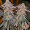 Семена сорта Purple Punch F1 fem (Seedkeepers)