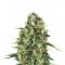 Семена сорта Royal AK fem (Royal Queen Seeds)