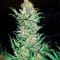 Семена сорта Critical Jack fem (Dinafem Seeds)