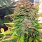 Семена сорта Bubba Cheese Auto fem (Humboldt Seeds)