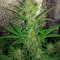 Семена конопли Cheese Autoflowering