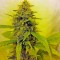 Семена сорта Diesel fem (Dinafem Seeds)