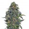 Семена сорта Taison Auto fem (VIP seeds)