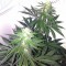 Семена сорта Special Kush 1 fem (Royal Queen Seeds)