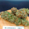 Семена сорта Blueberry Hill fem (Herbies Seeds)